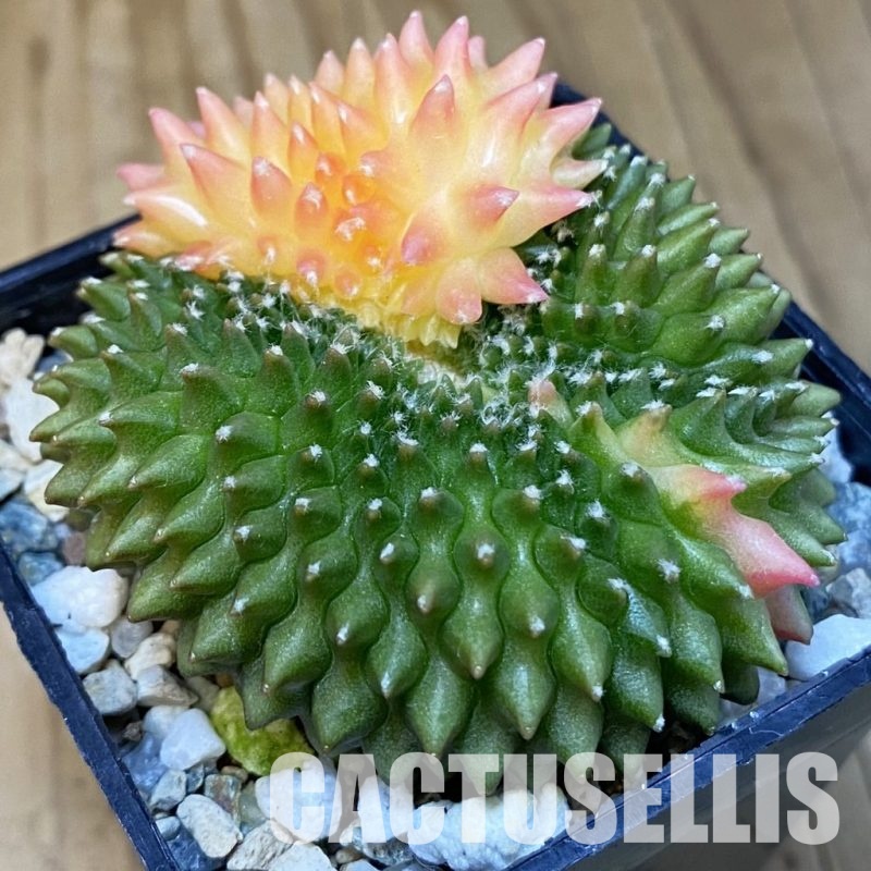 SH20204 Gymnocalycium mihanovichii ‘inermis’ f. variegata cristata