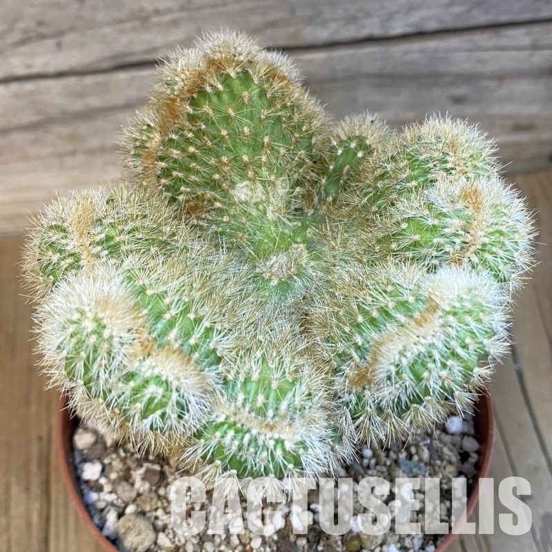 SH31194 Cleistocactus winteri f. cristata