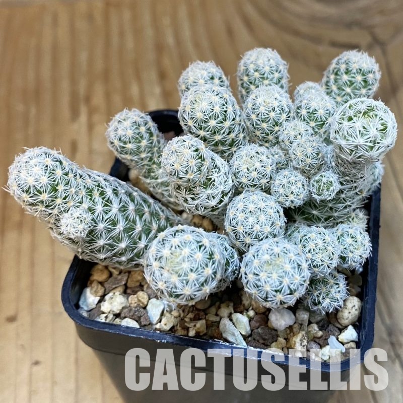 SH19486 Escobaria sneedii v. leei