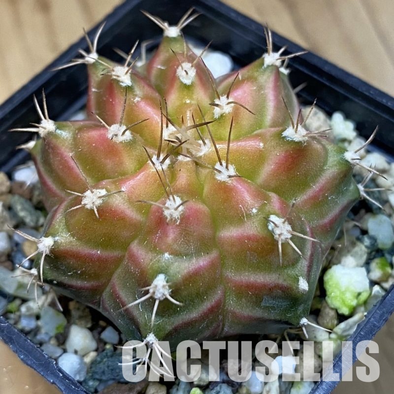 SH22289 Gymnocalycium mihanovichii ‘Neon’ hybrid