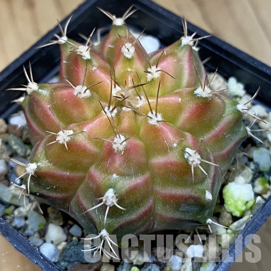 SH22289 Gymnocalycium mihanovichii ‘Neon’ hybrid