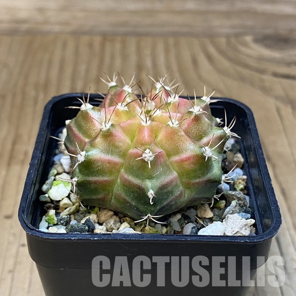 SH22289 Gymnocalycium mihanovichii ‘Neon’ hybrid - Image 2