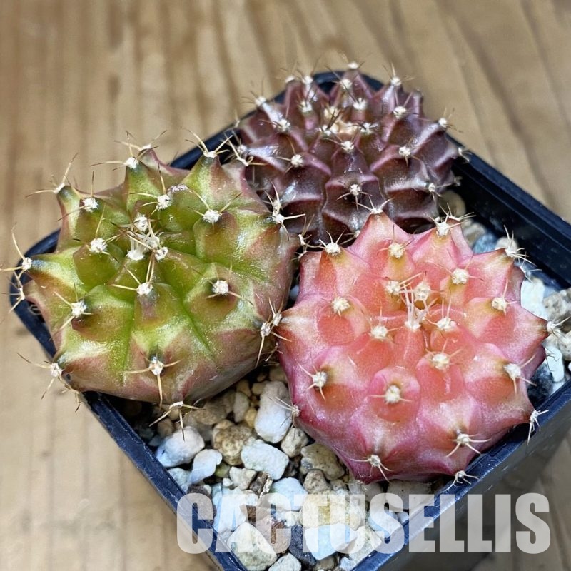 SH23675 Gymnocalycium mihanovichii 'Neon', seedling mix