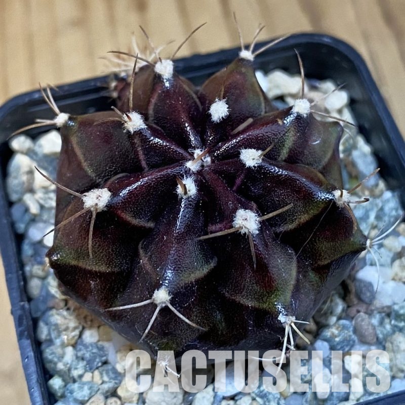 SH20109 Gymnocalycium mihanovichii 'Black Boxer'