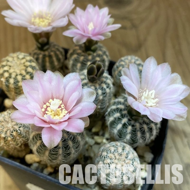 SH13019 Gymnocalycium bruchii v. pawlovskyi GN 1621/4901