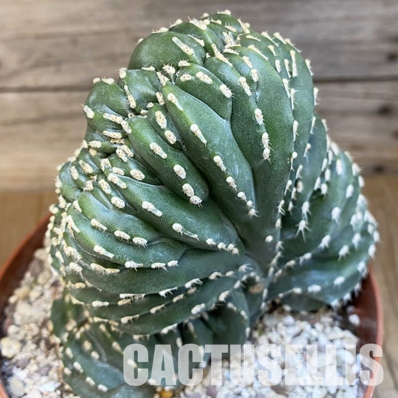 SH31190 Marginatocereus marginatus f. cristata