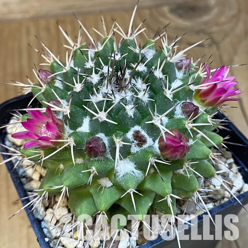 SH25162 Mammillaria magnimamma