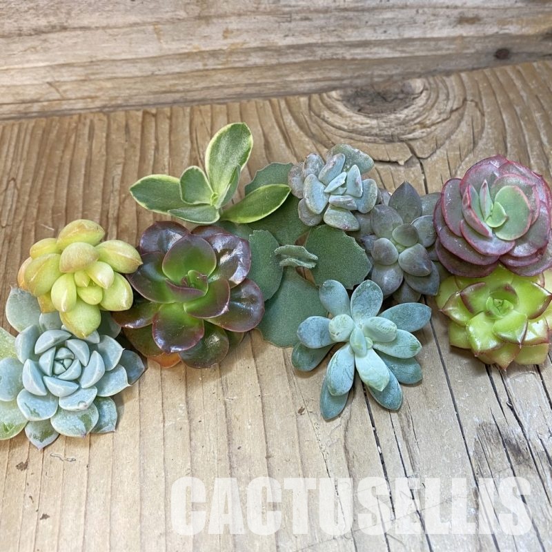 SH31302 Succulents mix, cuted