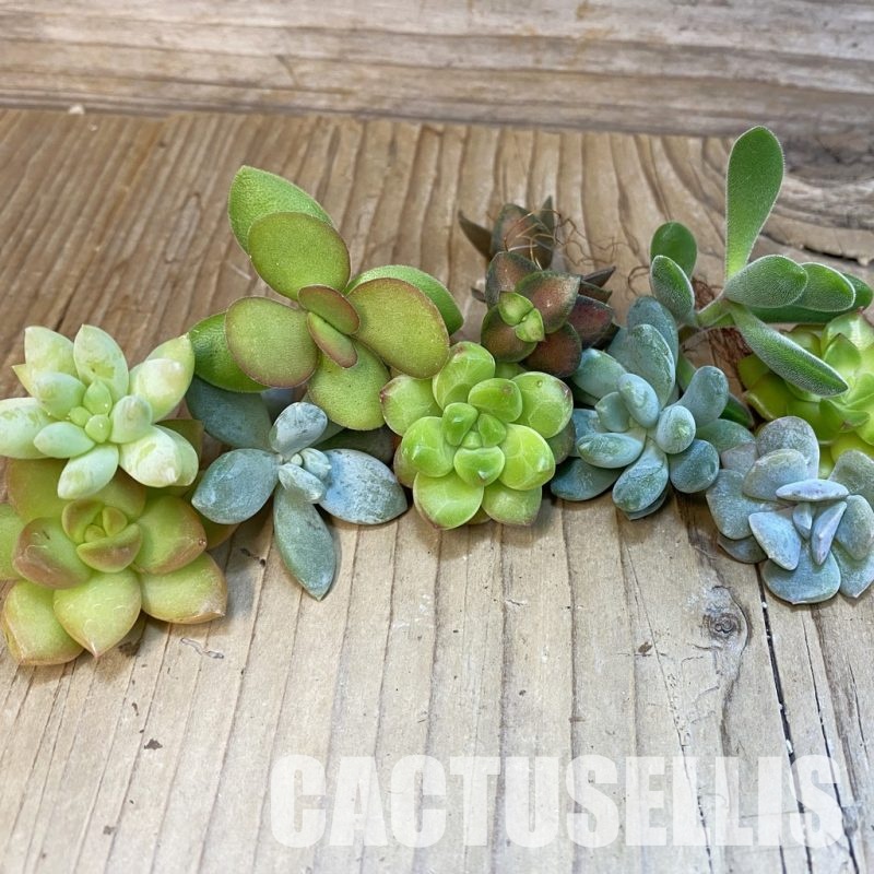 SH31303 Succulents mix, cuted