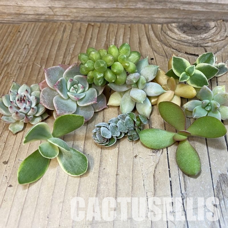 SH31304 Succulents mix, cuted