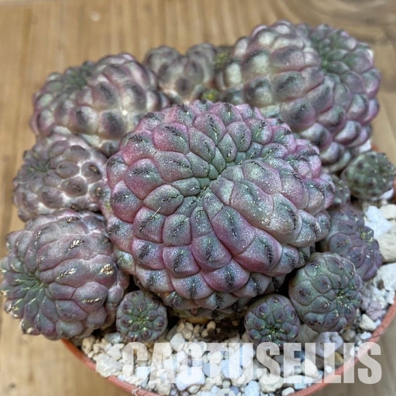 SH31196 Sulcorebutia rauschii