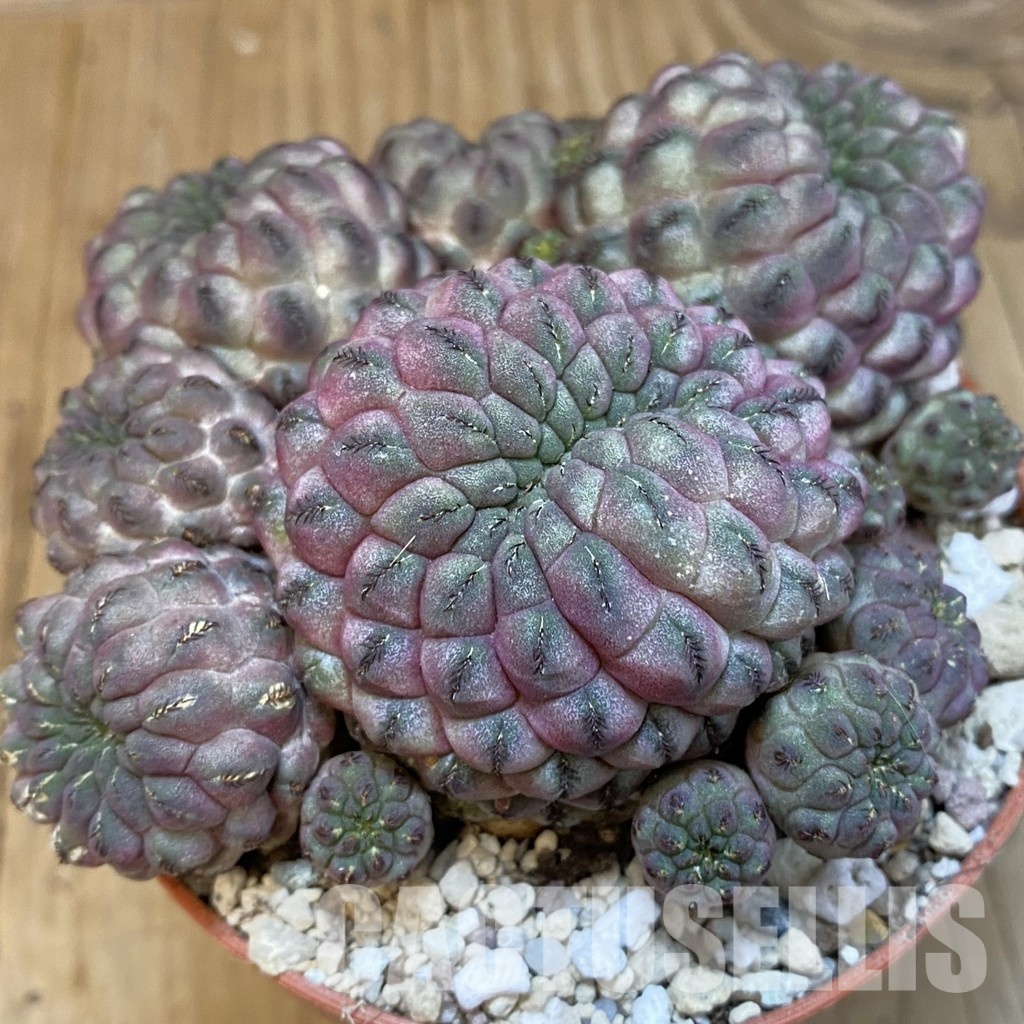 SH31196 Sulcorebutia rauschii
