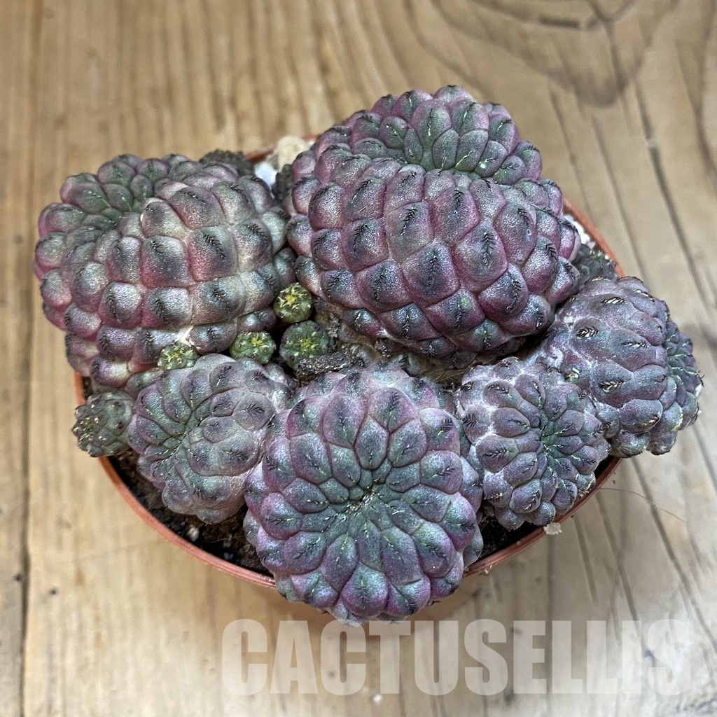 SH31196 Sulcorebutia rauschii - Зображення 2