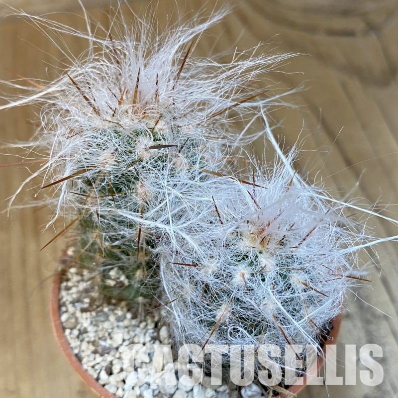 SH31198 Oreocereus trollii, seedling 2 plants