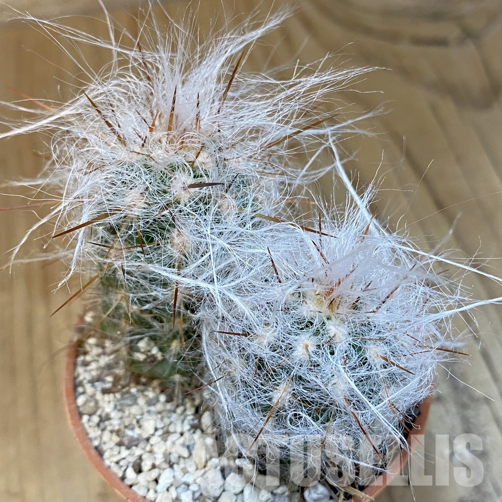 SH31198 Oreocereus trollii, seedling 2 plants