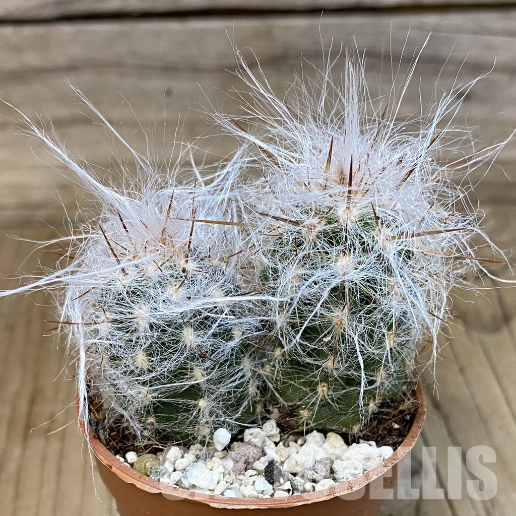 SH31198 Oreocereus trollii, seedling 2 plants - Image 2