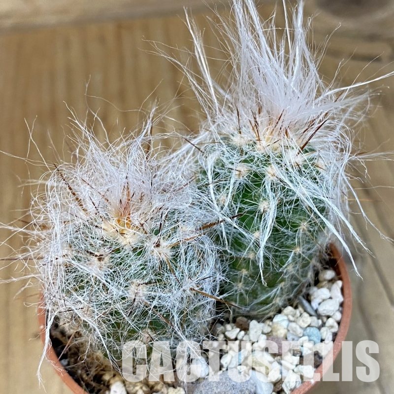 SH31199 Oreocereus trollii, seedling 2 plants