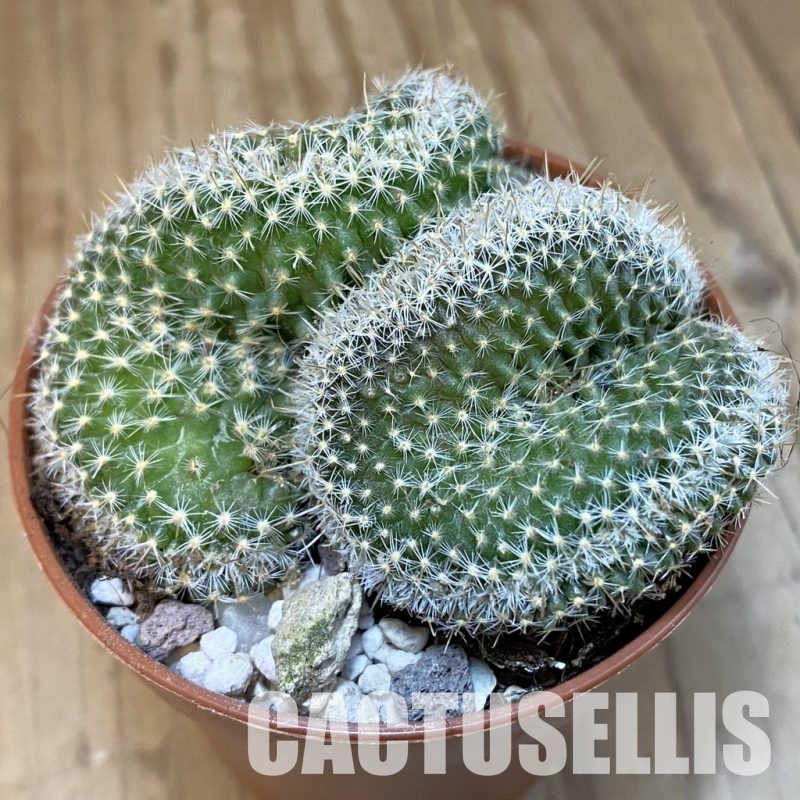 SH31200 Mammillaria perbella f. cristata