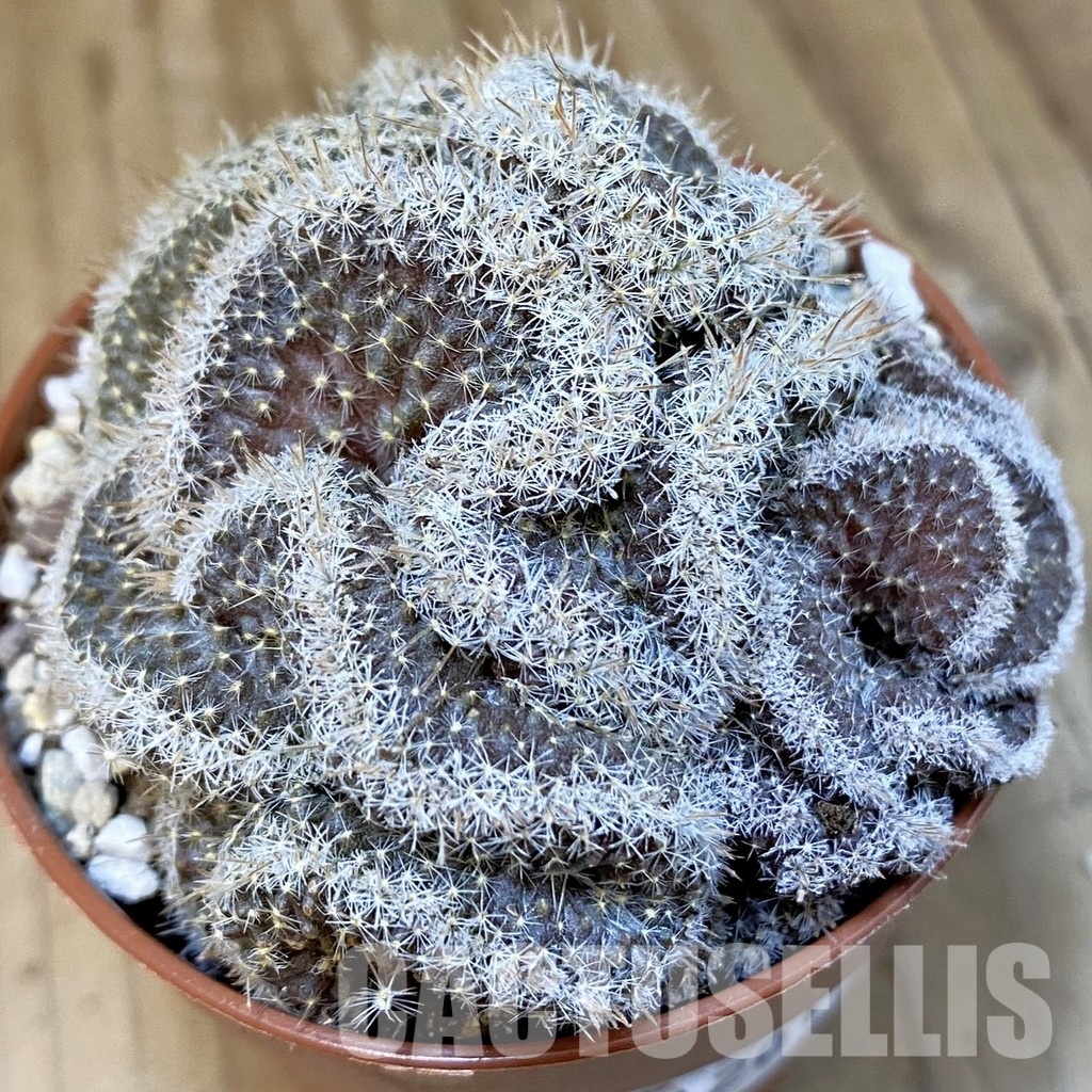 SH31201 Mammillaria perbella f. cristata