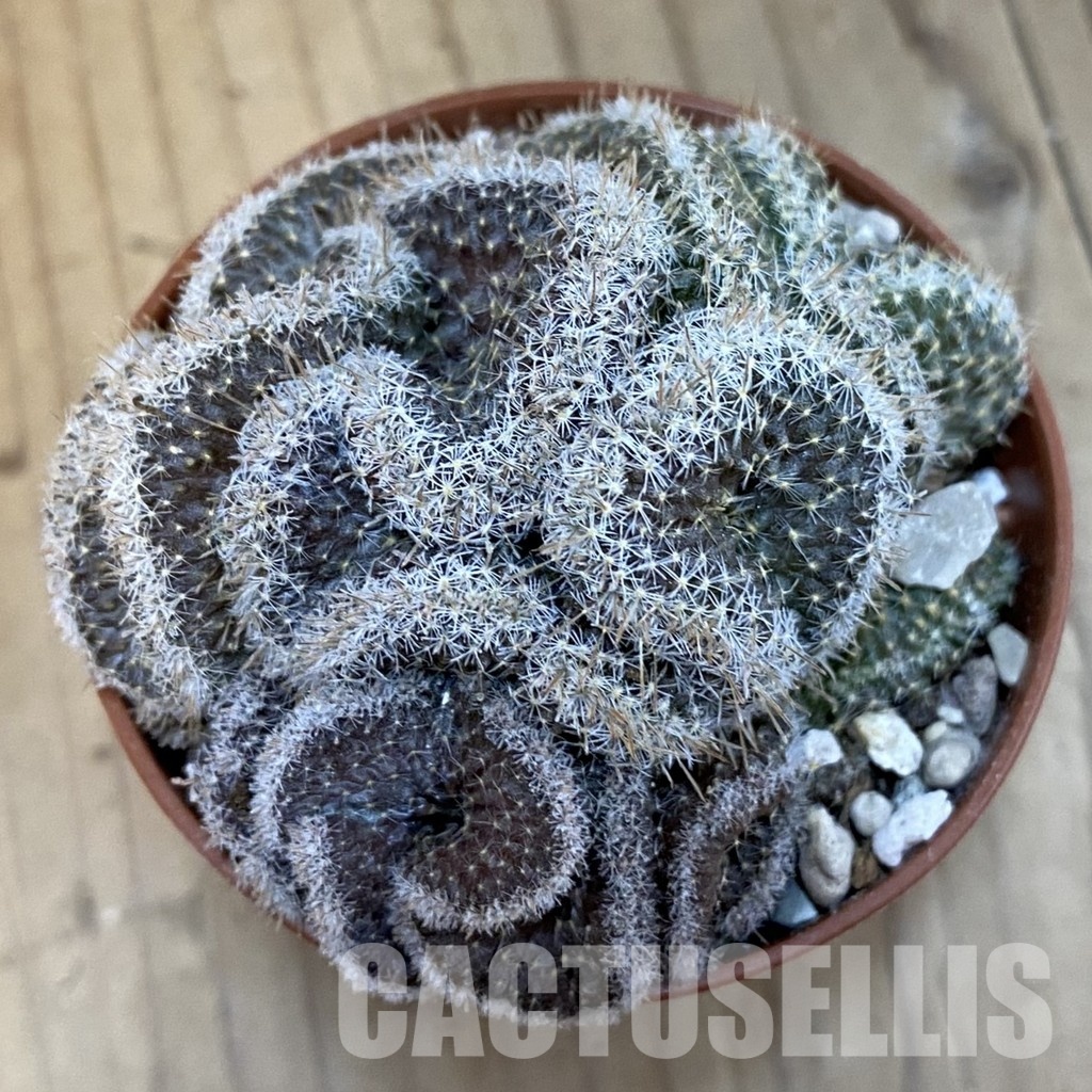 SH31201 Mammillaria perbella f. cristata - Image 2