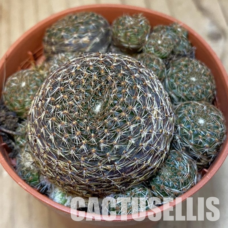 SH31202 Rebutia heliosa v. condorensis