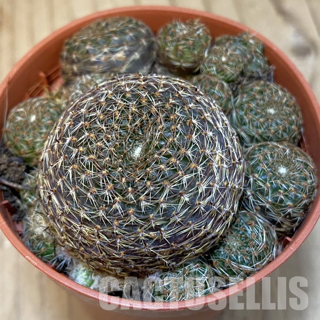 SH31202 Rebutia heliosa v. condorensis