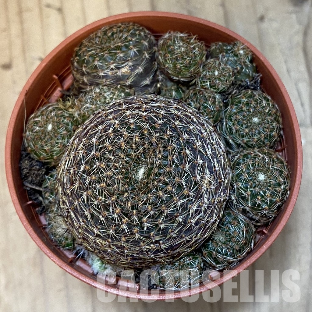 SH31202 Rebutia heliosa v. condorensis - Image 2