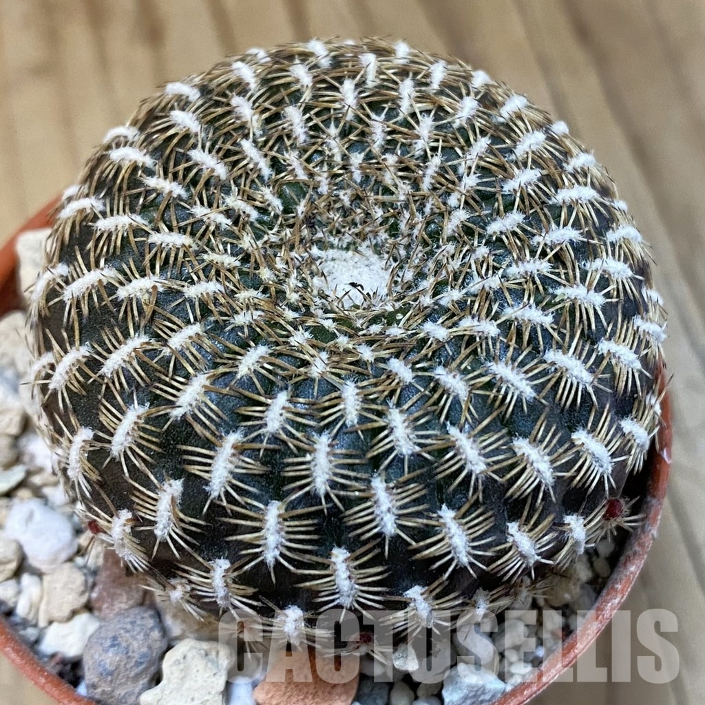 SH31203 Sulcorebutia arenacea