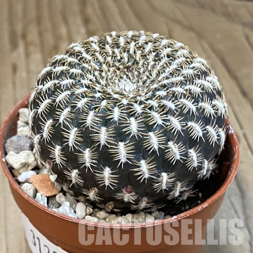 SH31203 Sulcorebutia arenacea - Image 2