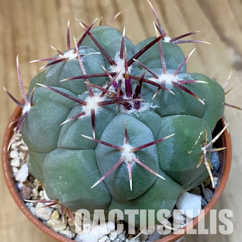 SH31204 Thelocactus hexaedrophorus