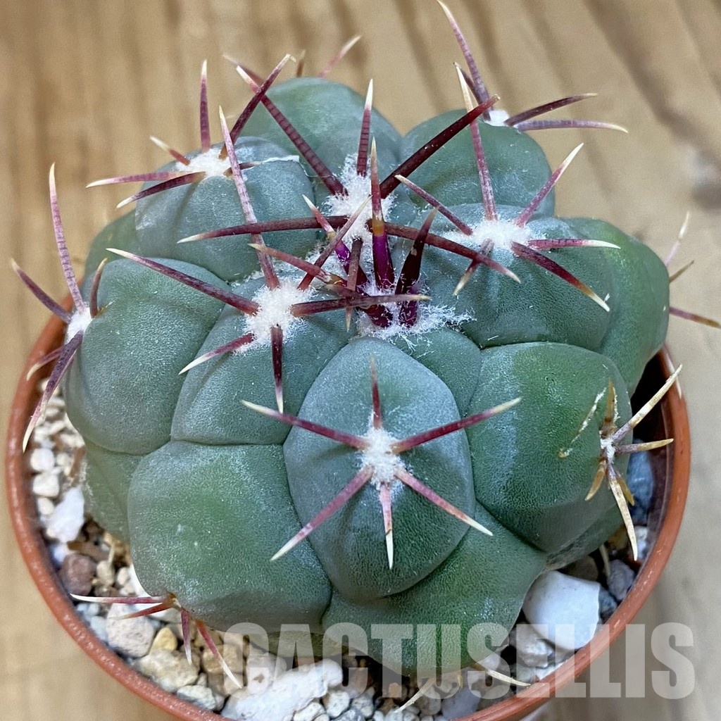 SH31204 Thelocactus hexaedrophorus