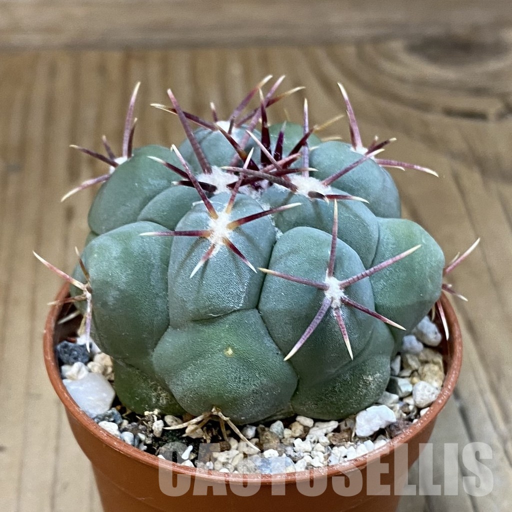 SH31204 Thelocactus hexaedrophorus - Зображення 2