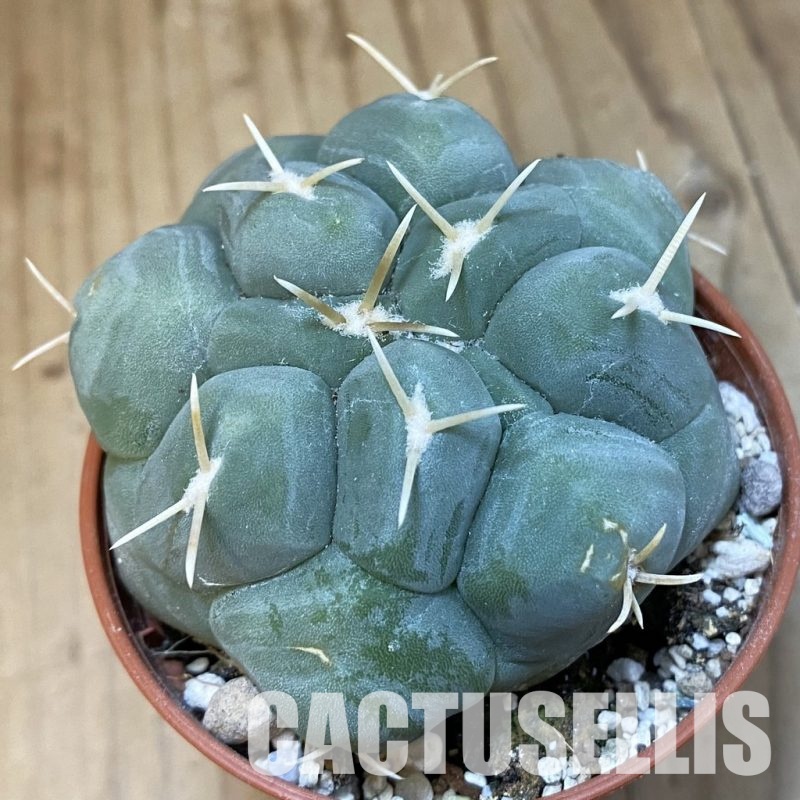 SH31205 Thelocactus lophothele