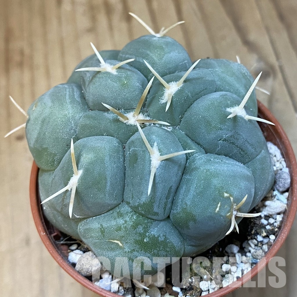 SH31205 Thelocactus lophothele