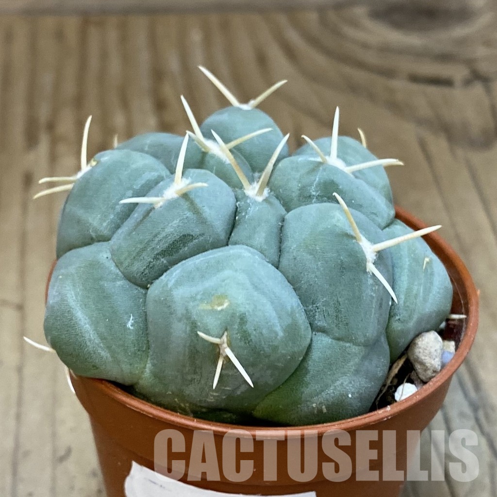 SH31205 Thelocactus lophothele - Image 2