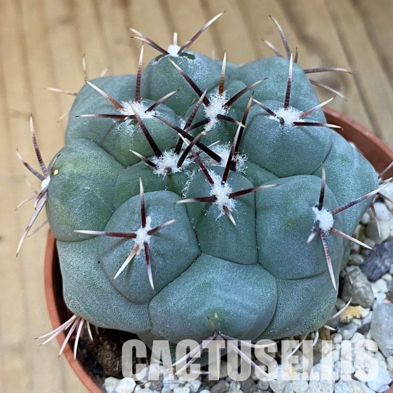 SH31207 Thelocactus hexaedrophorus