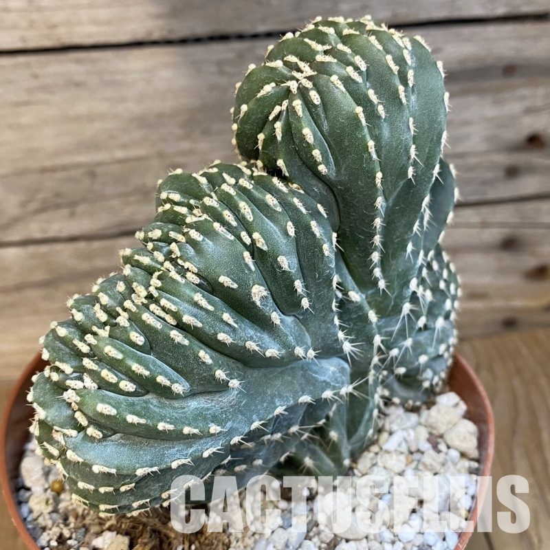 SH31191 Marginatocereus marginatus f. cristata