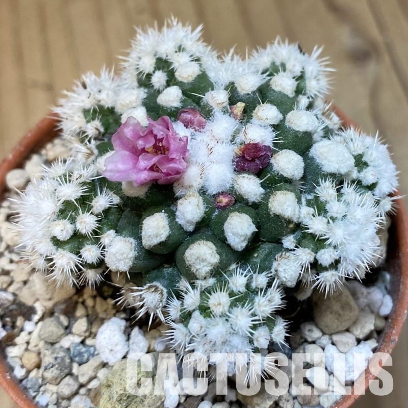 SH31208 Mammillaria gracilis ‘Snow Cap’
