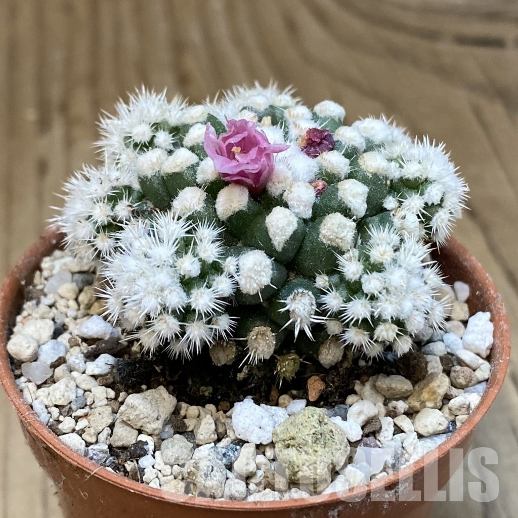 SH31208 Mammillaria gracilis ‘Snow Cap’ - Image 2