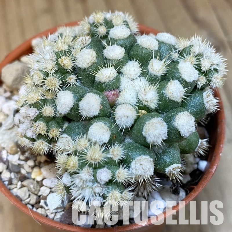SH31209 Mammillaria gracilis ‘Snow Cap’