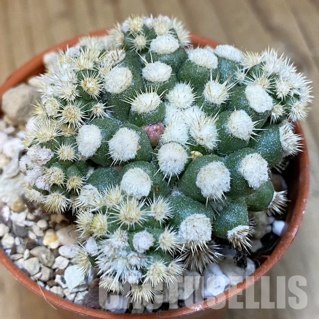 SH31209 Mammillaria gracilis ‘Snow Cap’