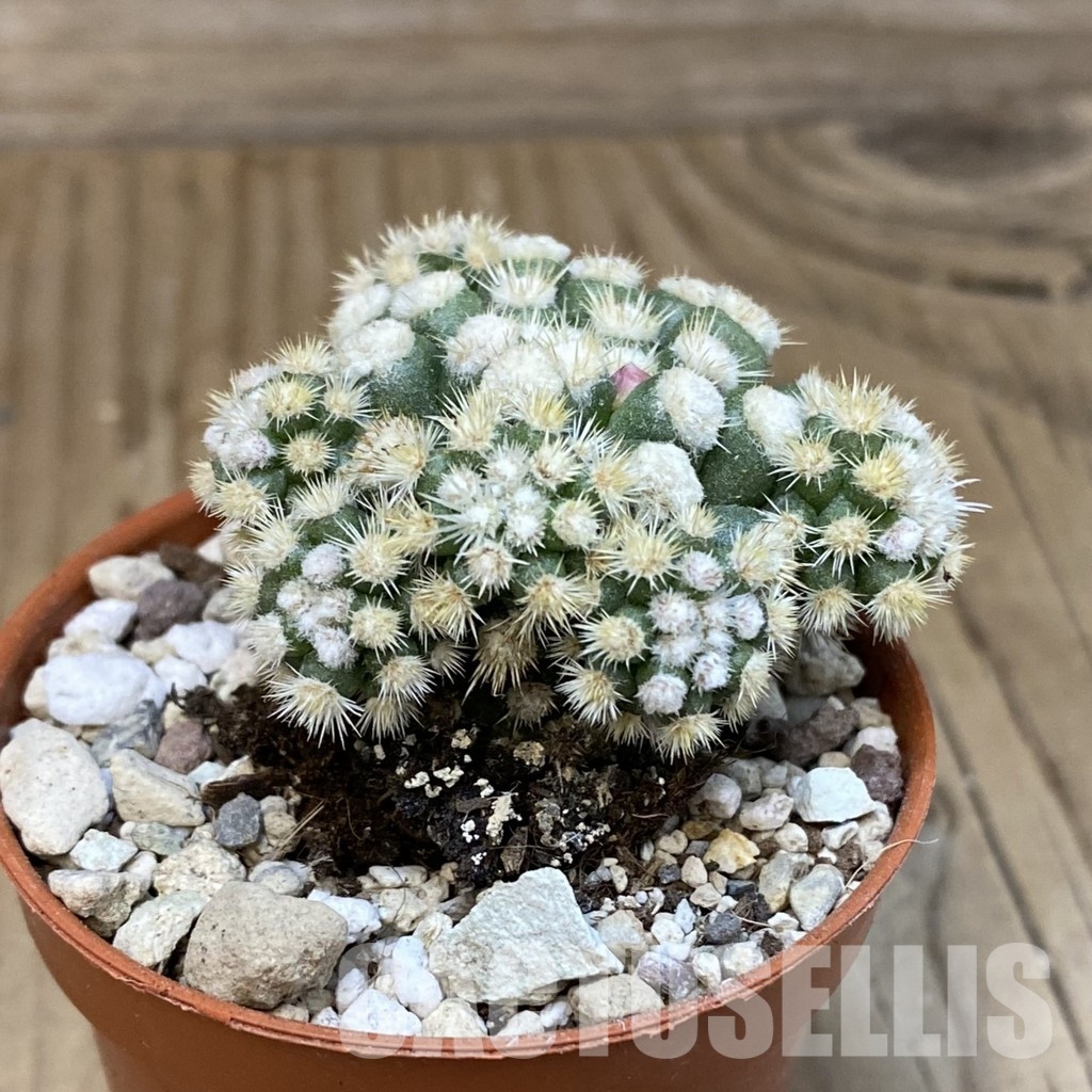 SH31209 Mammillaria gracilis ‘Snow Cap’ - Image 2