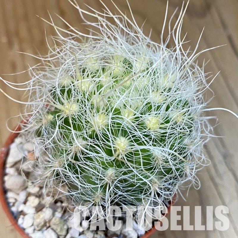 SH31210 Neoporteria nidus