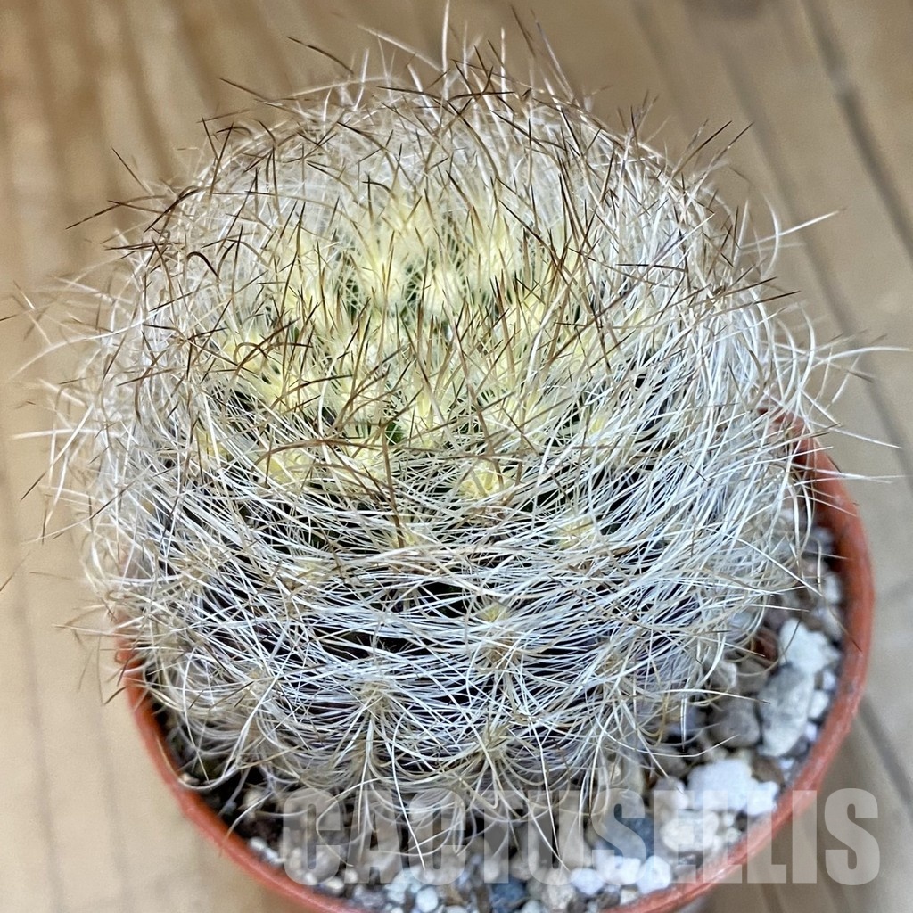 SH31211 Neoporteria nidus