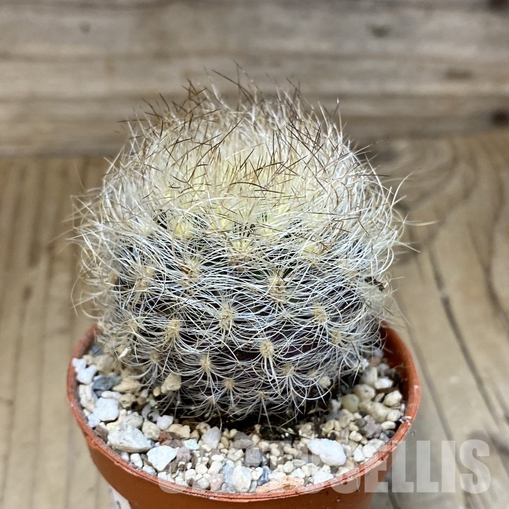 SH31211 Neoporteria nidus - Image 2