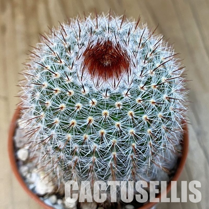 SH31212 Notocactus scopa