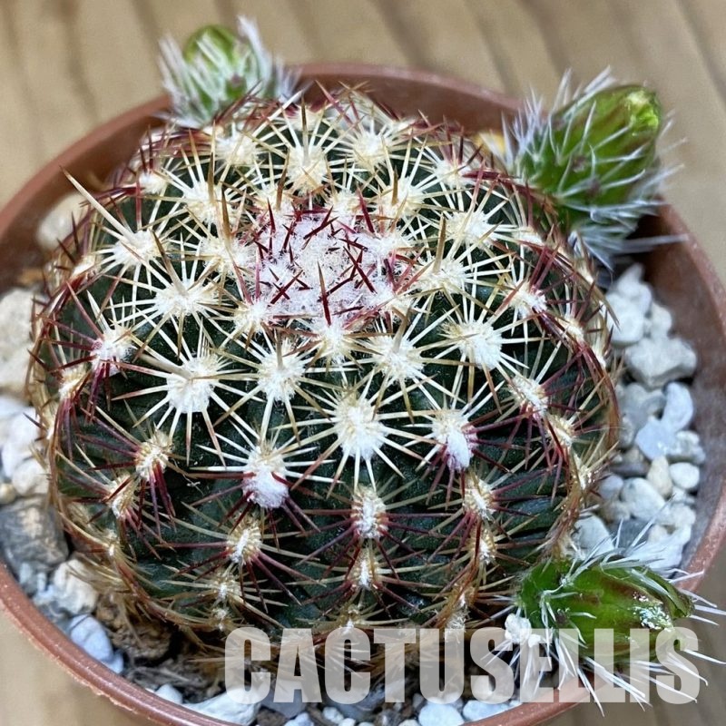 SH31214 Echinocereus viridiflorus