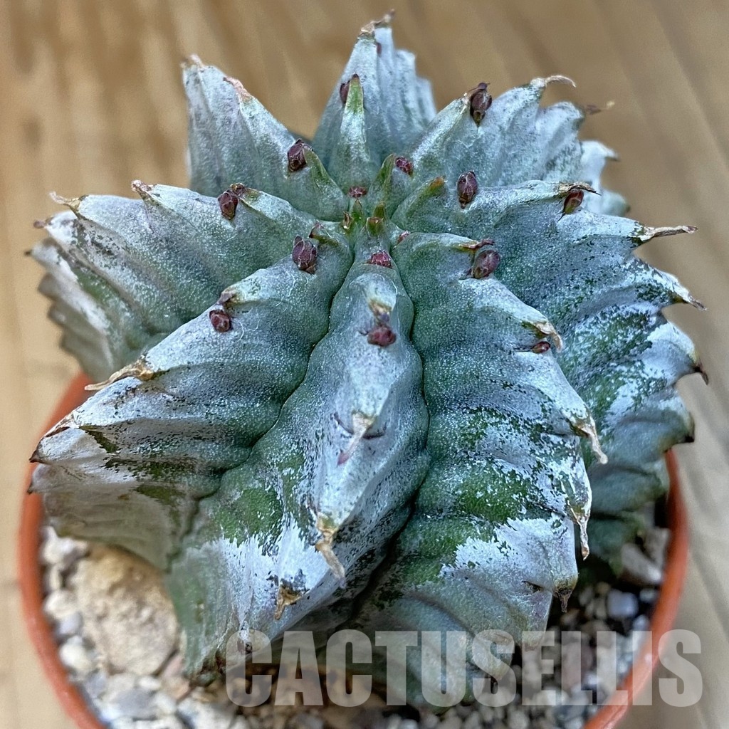 SH31216 Euphorbia horrida 'Alba'