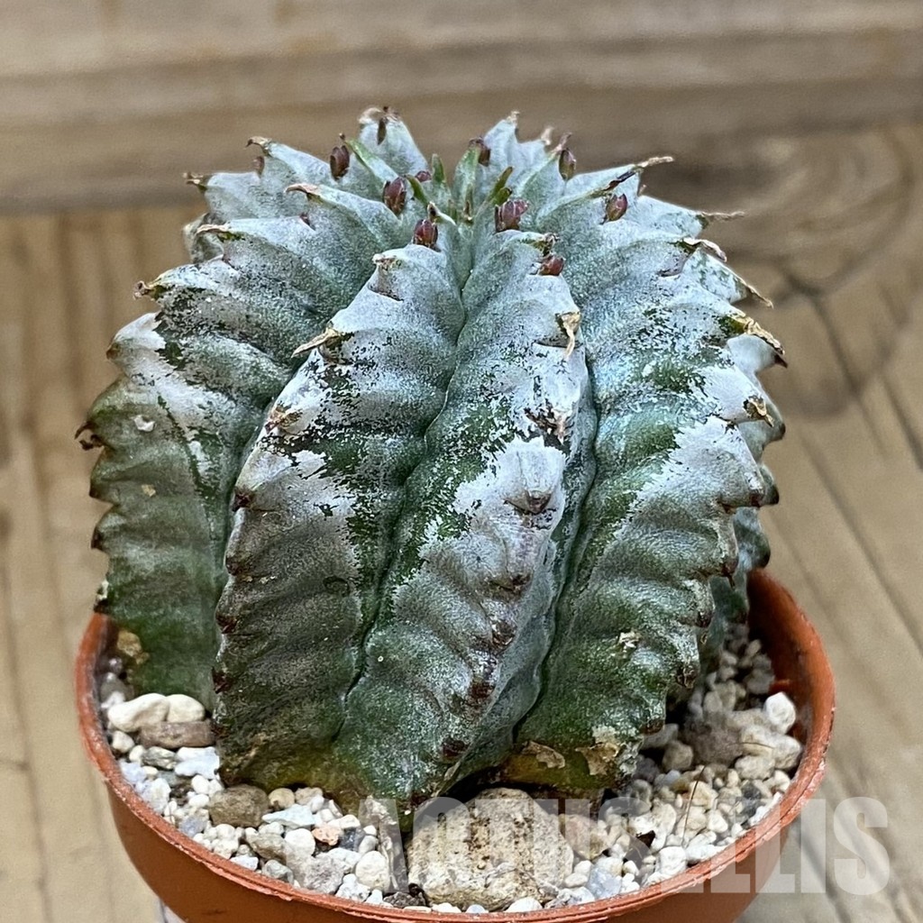 SH31216 Euphorbia horrida 'Alba' - Image 2