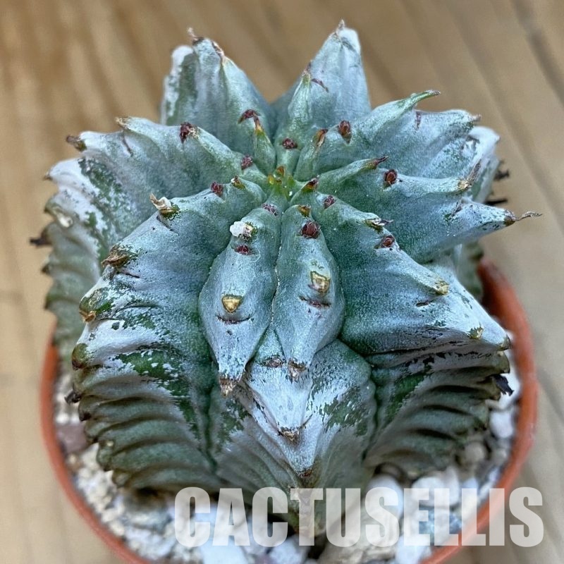 SH31217 Euphorbia horrida 'Alba'